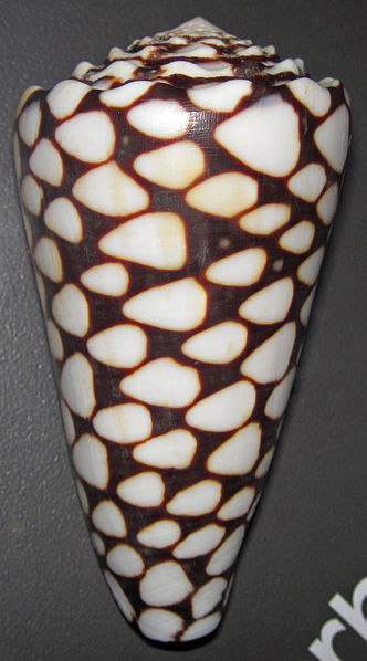 File:Conus marmoreus (marbled cone snail) (24314892702).jpg