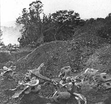 Camarasaurus supremus bones still in the quarry Cope Quarry.jpg