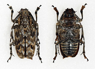 <i>Coptops liturata</i> Species of beetle