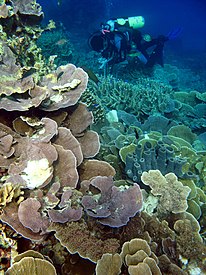 Coral reef of Karimunjawa National Park