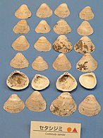 Ancient shells found in the Morinomiya kaizuka (Jomon period)