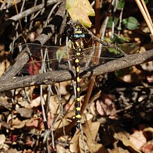 Pacific spiketail (Cordulegaster dorsalis) Cordulegaster dorsalis-Male-1.jpg