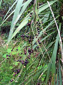 Hanjuang stricta West Pennant Hills.jpg