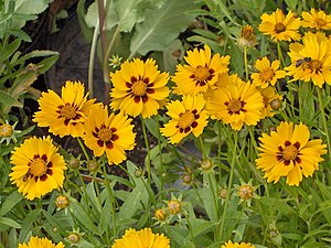 Coreopsis lanceolata, gecultiveerde vorm