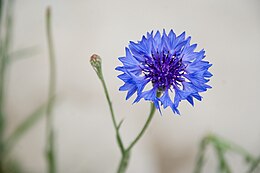 Blue cornflower Cornflower Blue.jpg