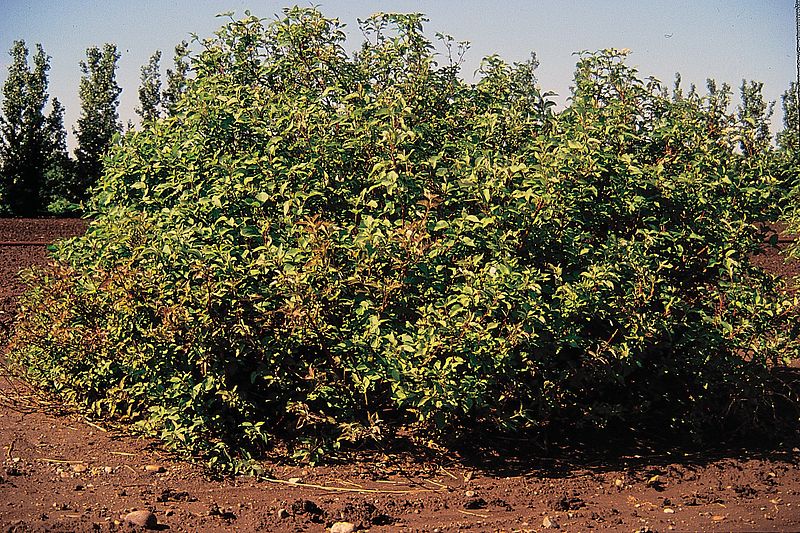 File:Cornus sericea habit.jpg