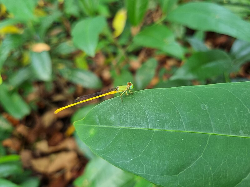 File:Coromandel Marsh Dart 02.jpg