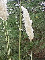 Cortaderia selloana ou hierba de las Pampas.