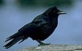 Corvus brachyrhynchos 2.jpg