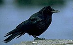 Amerikansk kråka (Corvus brachyrhynchos), Nordamerika.