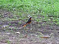 Schuppenkopfrötel White-crowned Robin-chat