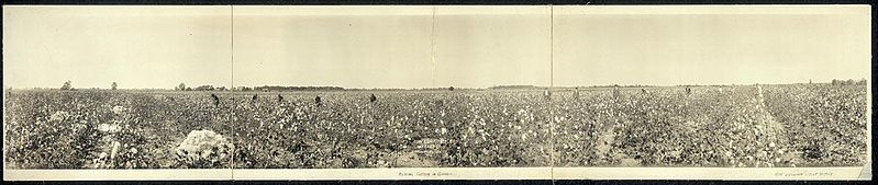 File:Cottonfieldpanorama.jpg