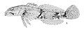 Cottus bairdii