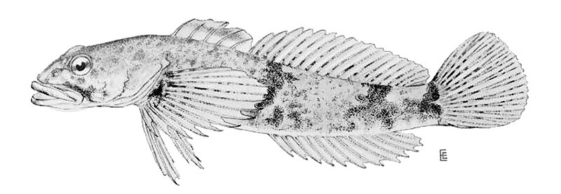 File:Cottus bairdii.jpg