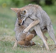 Coyotes (Canis latrans), DSC3299vv.jpg