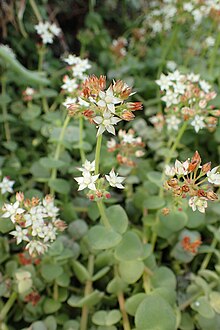 Flower detail: C. pellucida subsp. pellucida Crassula pellucida kz02.jpg