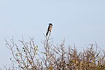 Thumbnail for File:Creative Photography, Wildlife - Scrub Jay (KSC-20210108-PH-JBS01 0002).jpg