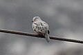Croaking Ground-Dove (Columbina cruziana) (9563159961).jpg