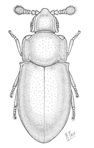 File:Crowsoniella-relicta-Pace-1975.jpg