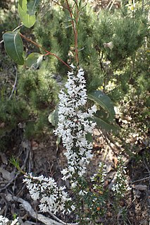 <i>Cryptandra arbutiflora</i> Species of flowering plant