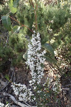 Cryptandra arbutiflora.jpg