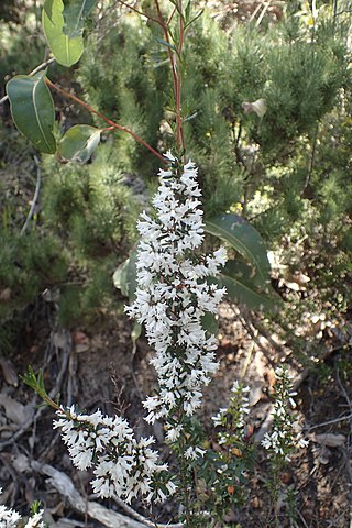 <i>Cryptandra arbutiflora</i> Species of flowering plant