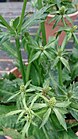 Culantro (Eryngium foetidum) 2.jpg