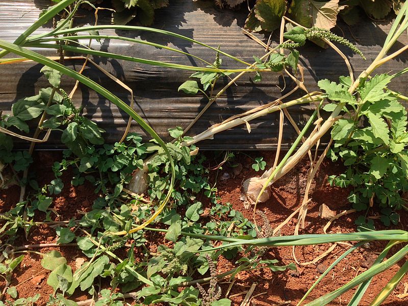 File:Cultivation of garlic in a small field in Panchgani Maharashtra.jpg