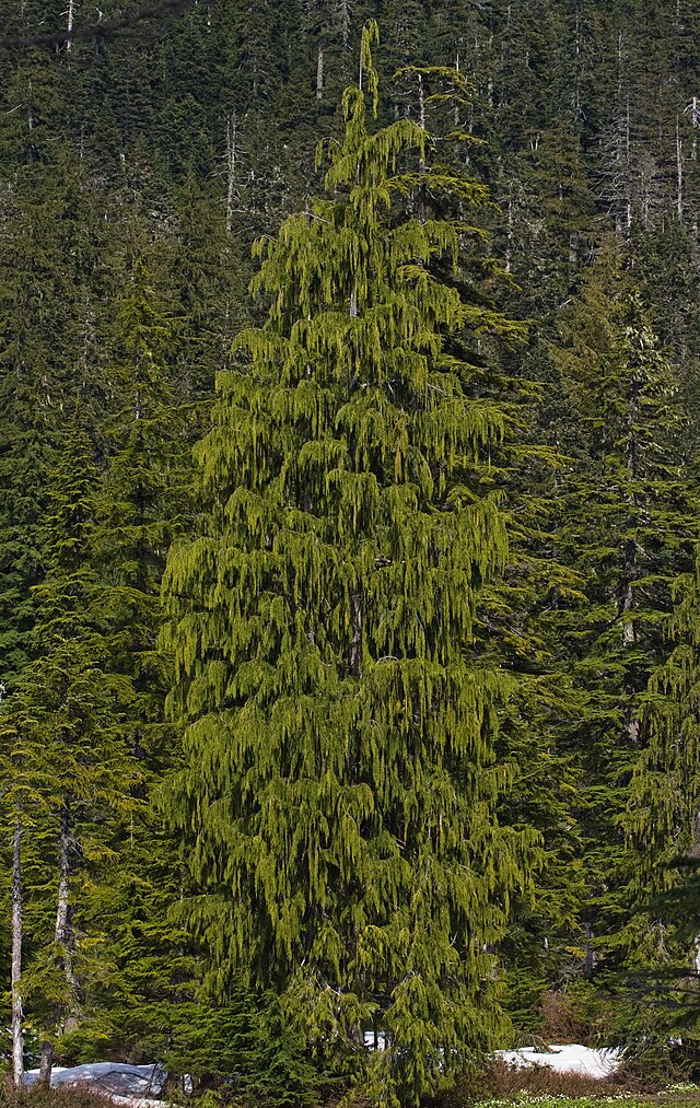 File:Cupressus_nootkatensis_1337.JPG