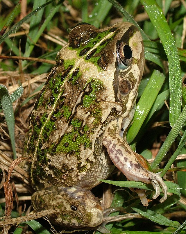 Description de l'image Cyclorana_verrucosa.jpg.