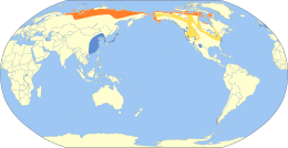 Mažoji gulbė (Cygnus columbianus)