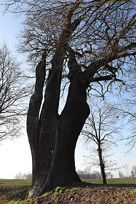 Tin Oak in Henryków Poland; the name refers to the steel fittings that fasten the damage to the tree.