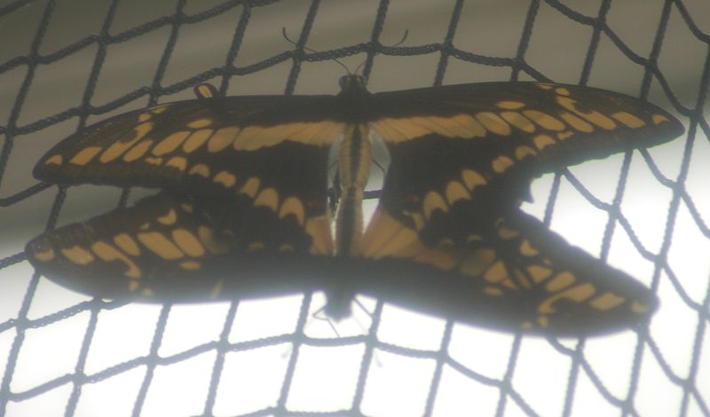 File:DSC 4182 - Papilio thoas.JPG