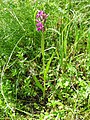 Dactylorhiza traunsteineri Germany - Feldberg (Schwarzwald)