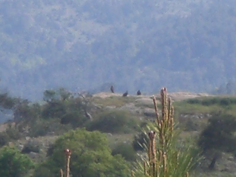 File:Dadia forest vultures.JPG