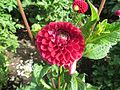 Dahlia 'Cornel'