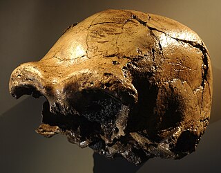 Daka skull Homo erectus calvaria, discovered in the Ethiopian Rift Valley in 1997