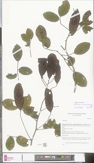 <i>Dalbergia rimosa</i> Species of legume