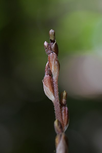 File:Danhatchia australis.jpg