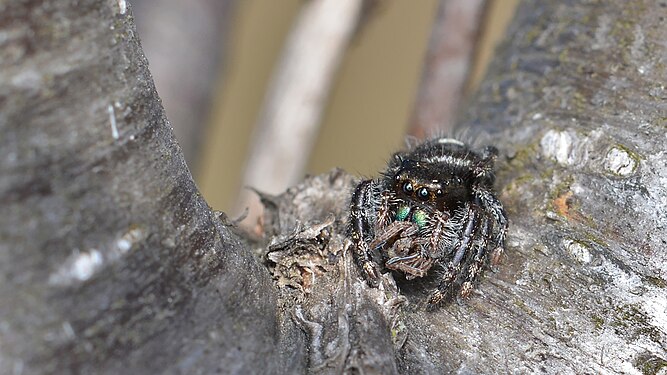 Daring Jumping Spider (Phidippus audax)