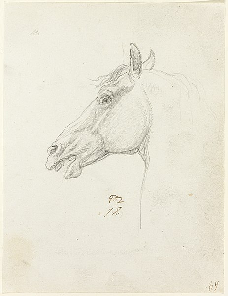 File:David - Horse’s Head, 1961.393.30.jpg