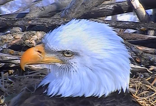Decorah Bald Eagles American livestreaming website