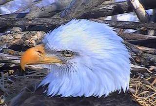 Decorah Bald Eagles