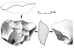 Vignette pour Denticulé