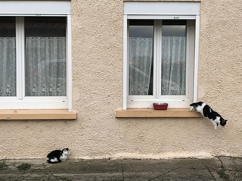 File:Des chats à Gevry (Jura, France) le 7 janvier 2018.jpg