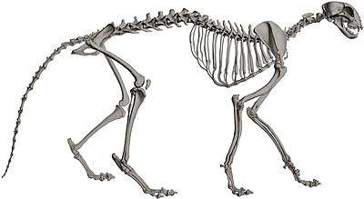 Skeleton of a cheetah
