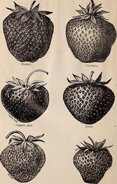 File:Descriptive catalogue of fruit and ornamental trees, shrubs, vines and plants (1900) (19936407273).jpg
