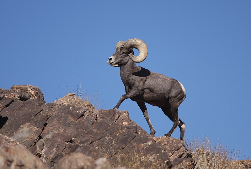 File:Desert Bighorn Sheep Joshua Tree 3.JPG