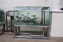 Rainbow trout in a water purification facility Detektor znecisteni pstruh duhovy UV Karany.jpg