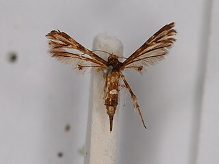 <i>Deuterocopus planeta</i> Species of plume moth